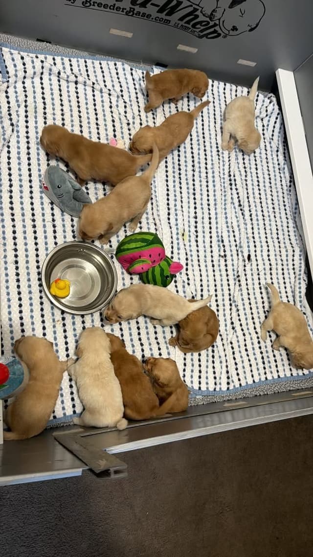 4 GIRLS  available 07.06.26 2 are mini to are medium. Red and Blonds media 3