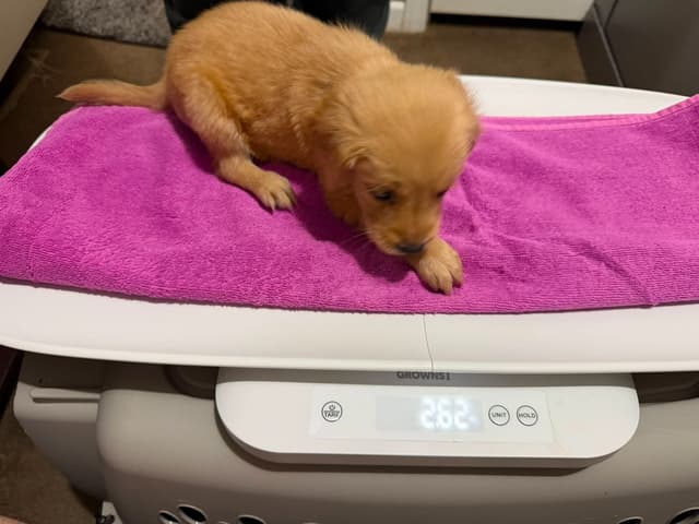 4 GIRLS  available 07.06.26 2 are mini to are medium. Red and Blonds media 7