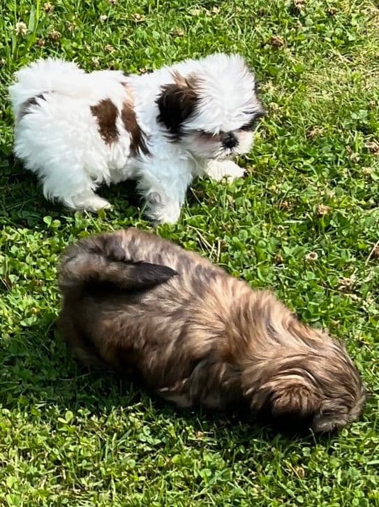 Tinybear French Bulldog Puppies breeder image 1