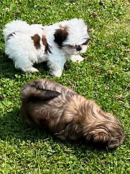 Tinybear French, English Bulldogs and Imperial Shih tzus