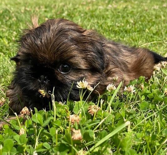 Tinybear French Bulldog Puppies breeder image 2