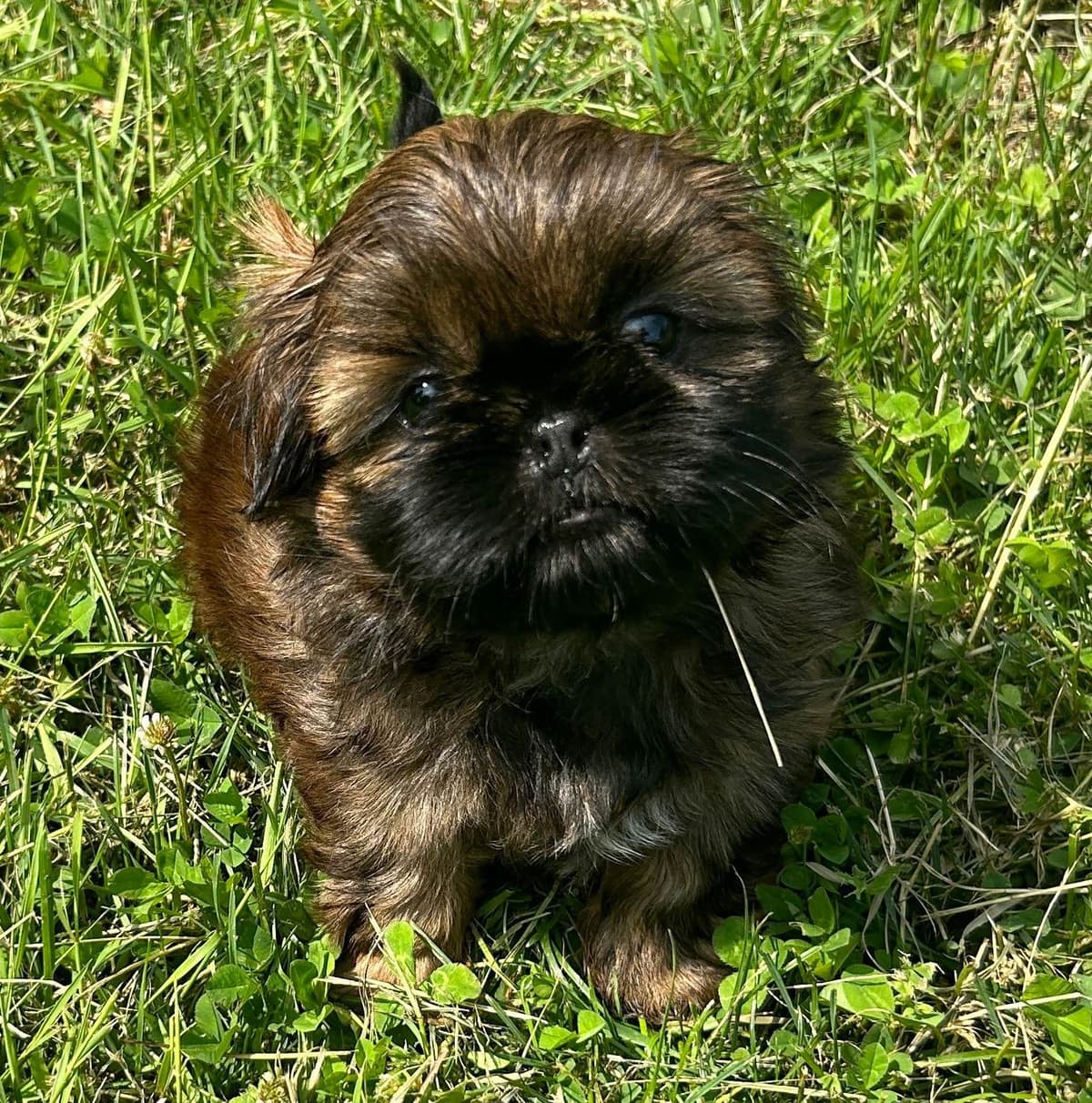 Tinybear French Bulldog Puppies breeder image 4