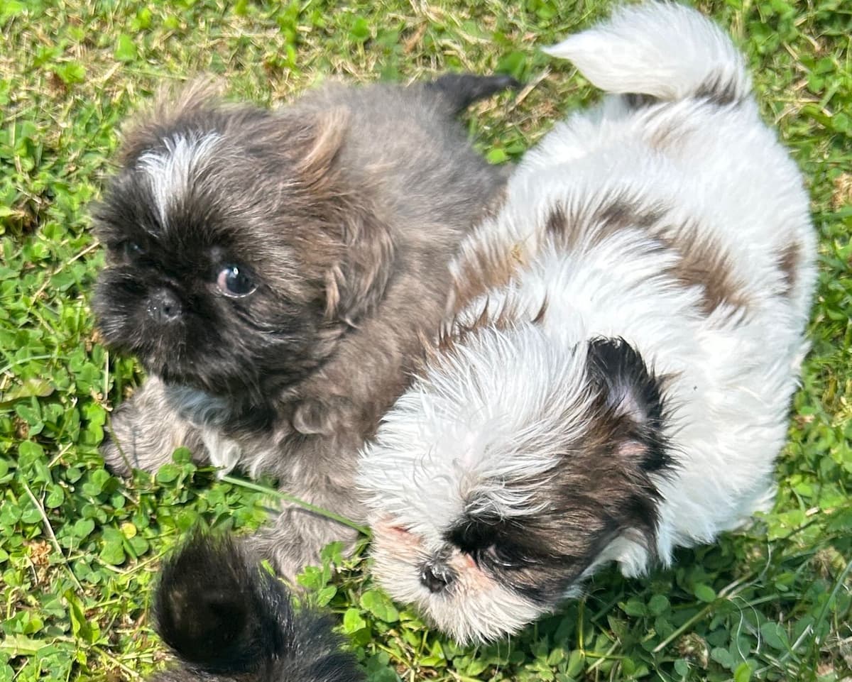 Tinybear French Bulldog Puppies breeder image 5