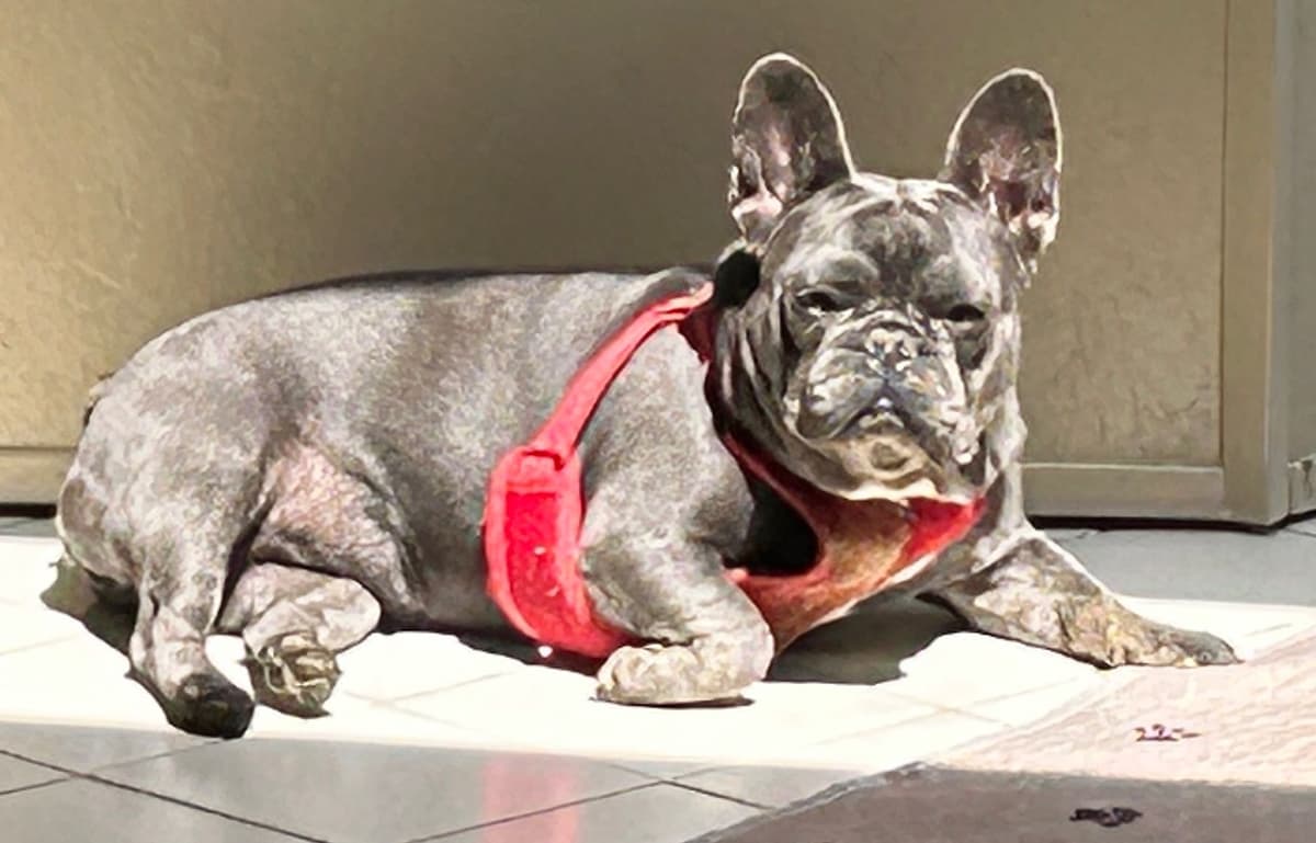 Tinybear French Bulldog Puppies breeder image 7