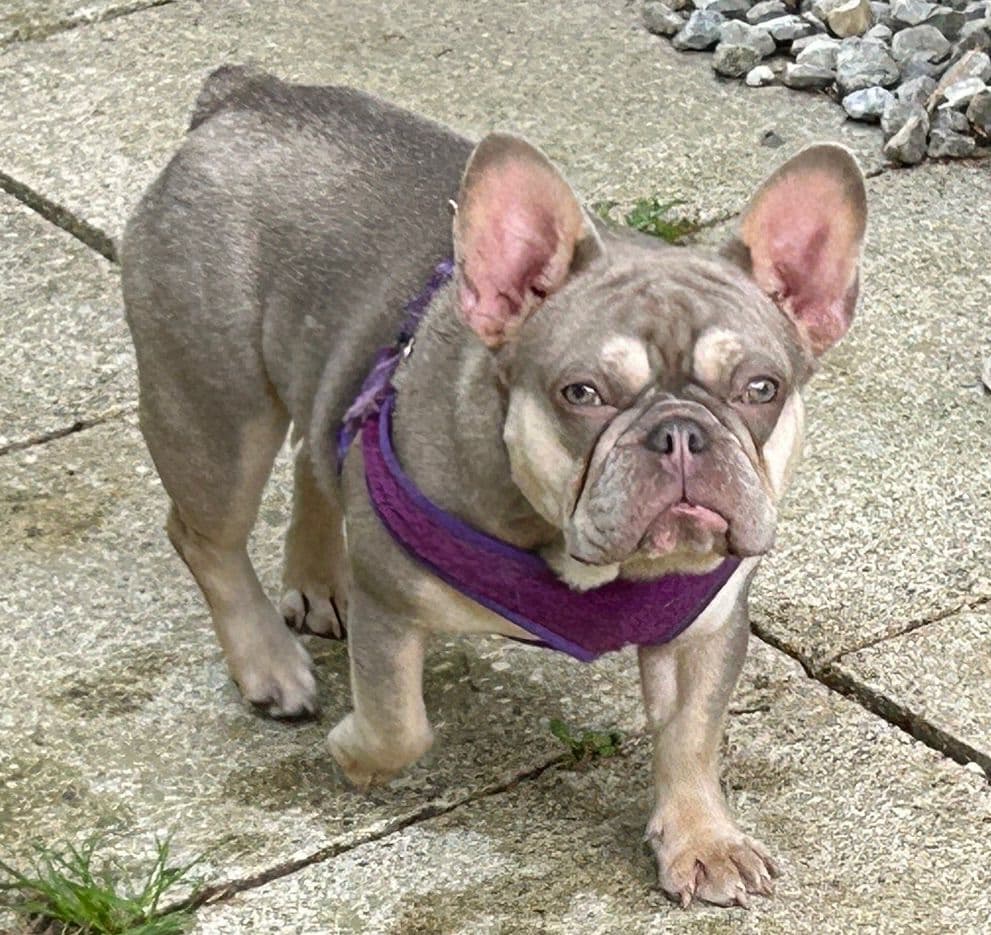 Tinybear French Bulldog Puppies breeder image 8