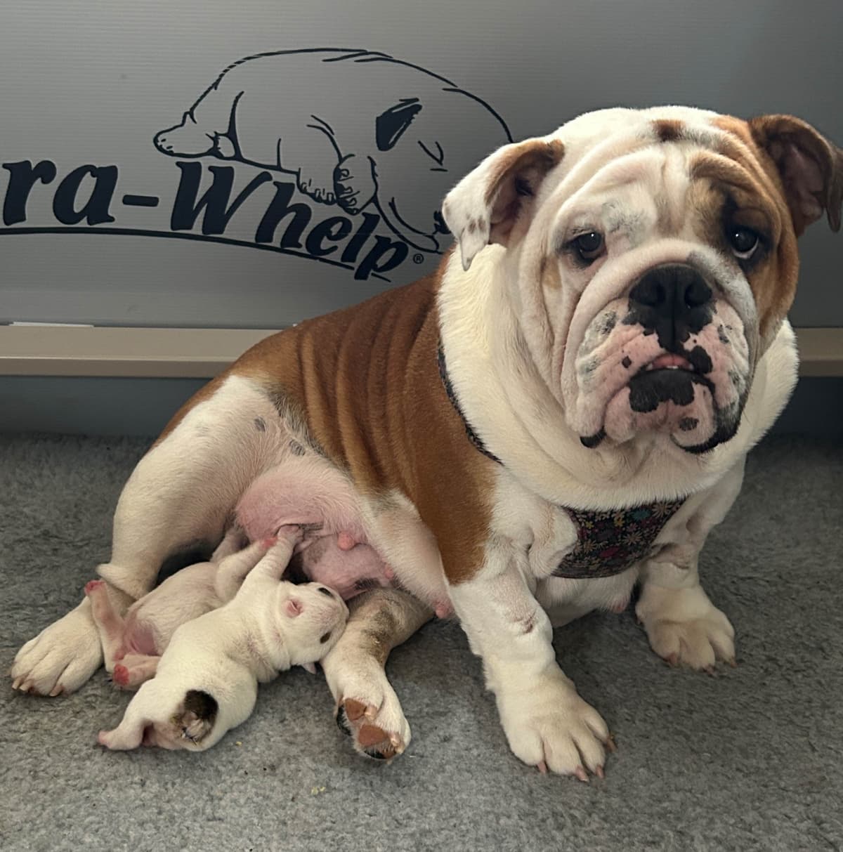 Tinybear French Bulldog Puppies breeder image 11