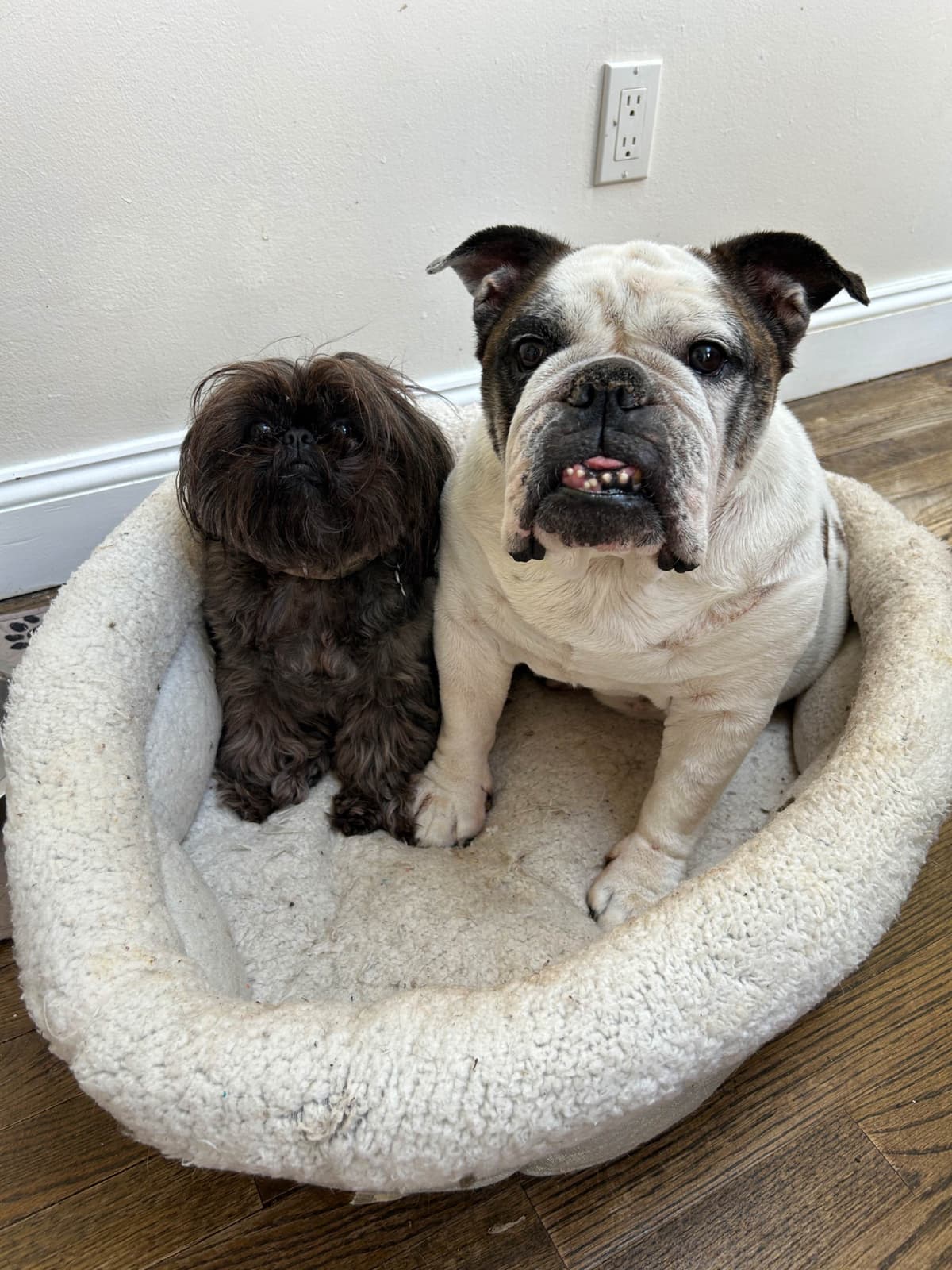 Tinybear French Bulldog Puppies breeder image 14