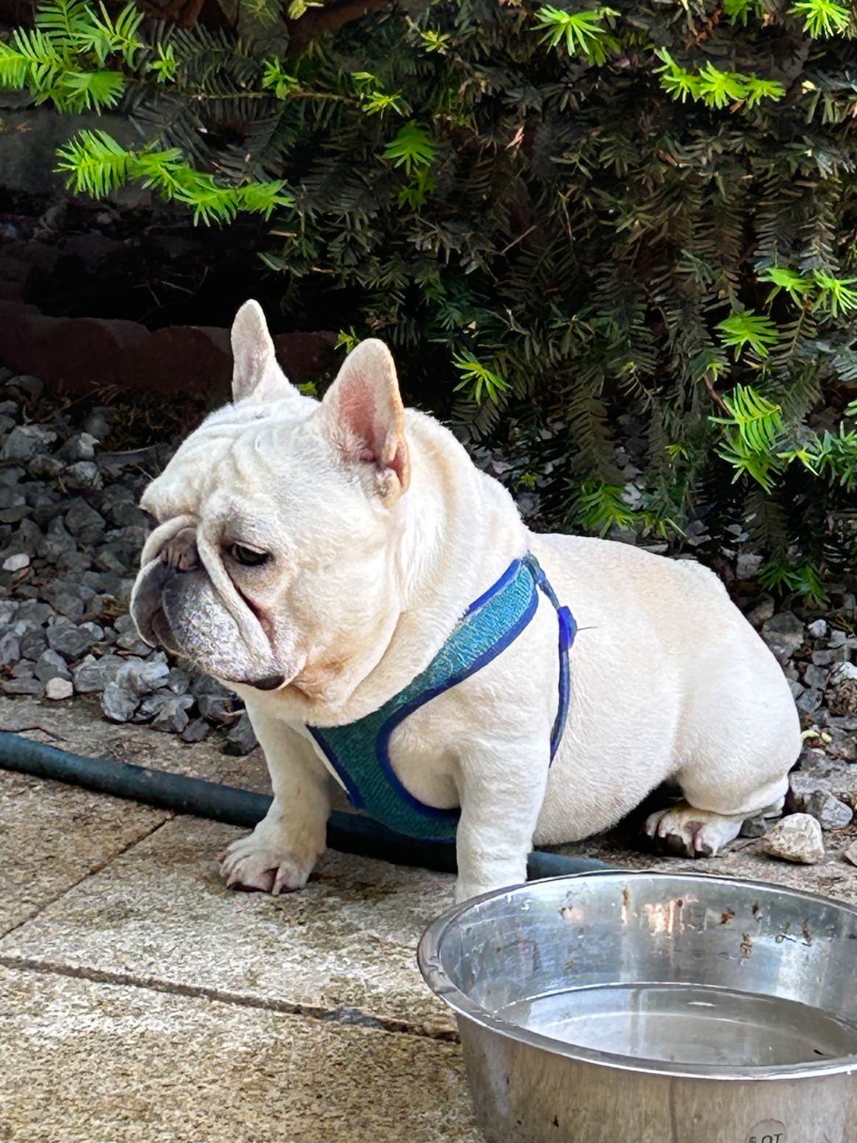 Tinybear French Bulldog Puppies breeder image 15