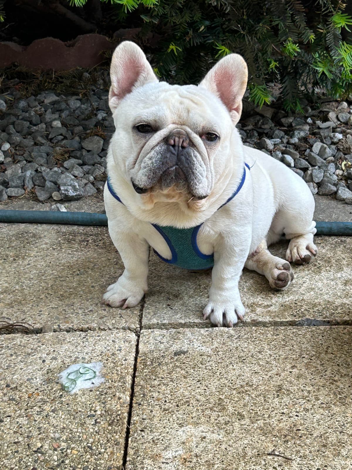 Tinybear French Bulldog Puppies breeder image 17