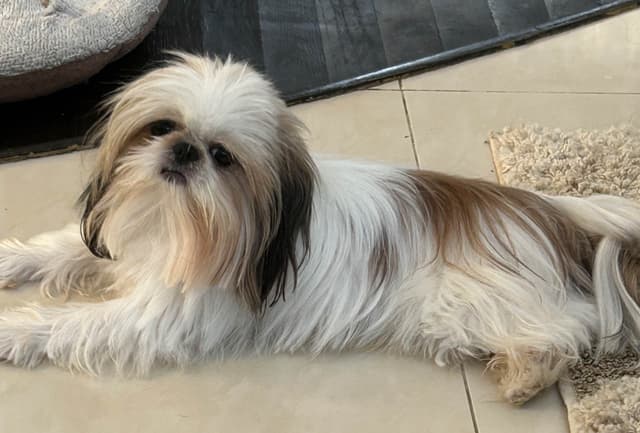 Tinybear IMPERIAL  Shihtzu Puppies media 3