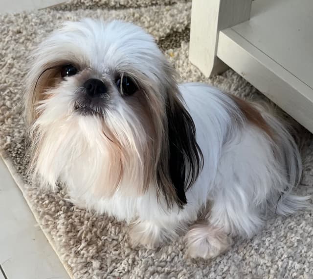 Tinybear IMPERIAL  Shihtzu Puppies media 4