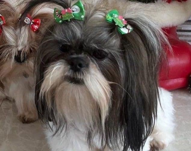 Tinybear IMPERIAL  Shihtzu Puppies media 5
