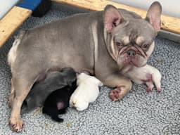 Tinybear French Bulldog  Puppies thumbnail 4