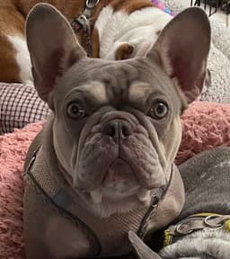 Tinybear French Bulldog  Puppies thumbnail 5