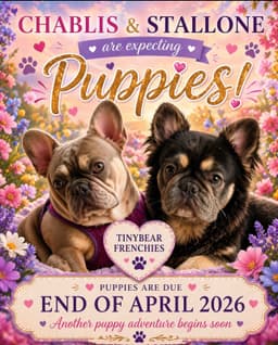 Tinybear French Bulldog  Puppies thumbnail 6