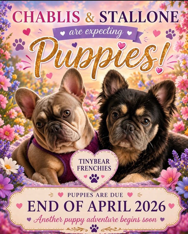 Tinybear French Bulldog  Puppies media 6