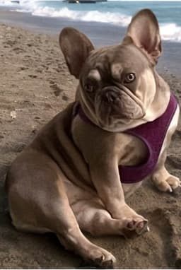 Tinybear French Bulldog  Puppies thumbnail 7