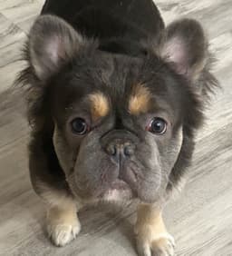 Tinybear French Bulldog  Puppies thumbnail 10