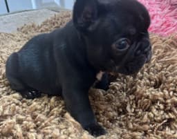 Tinybear French Bulldog  Puppies thumbnail 11