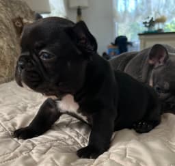 Tinybear French Bulldog  Puppies thumbnail 12