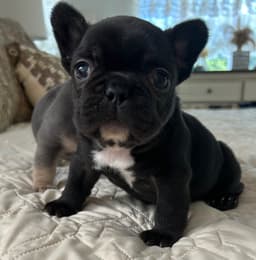 Tinybear French Bulldog  Puppies thumbnail 13