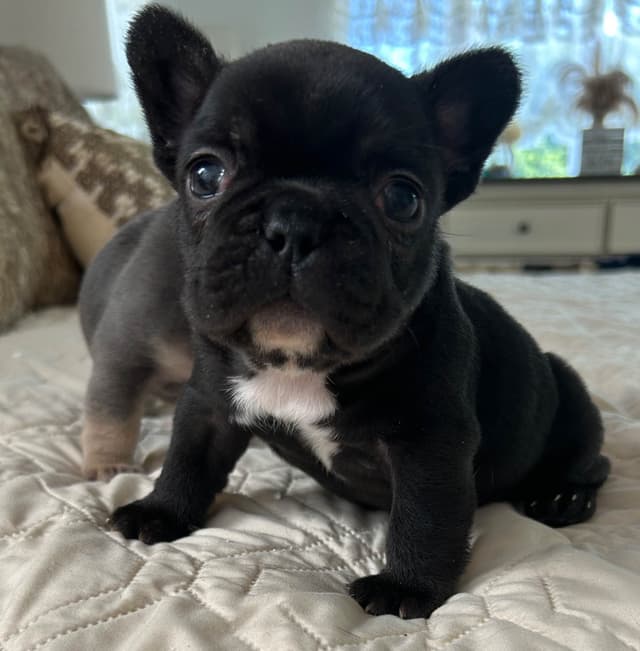 Tinybear French Bulldog  Puppies media 13