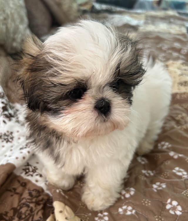 Tinybear IMPERIAL  Shihtzu Puppies media 6
