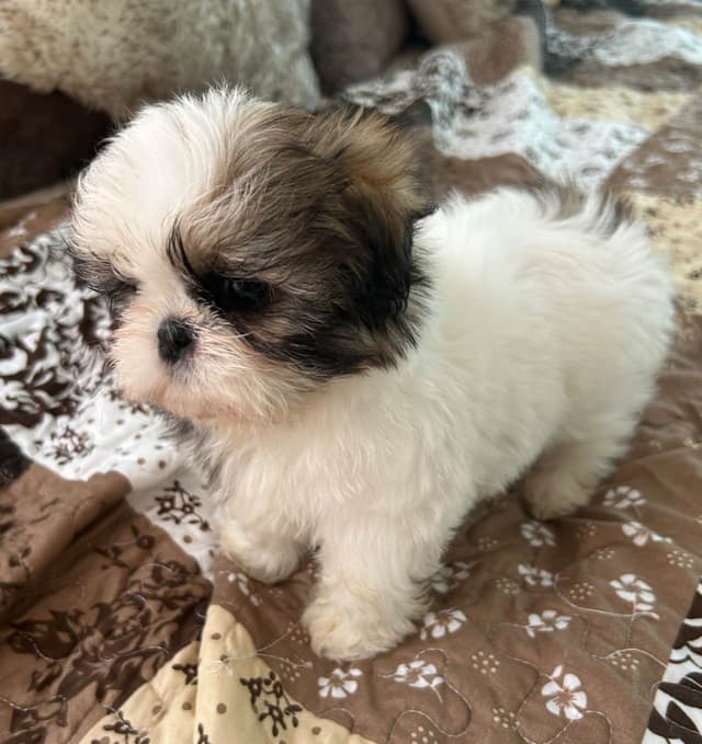 Tinybear IMPERIAL  Shihtzu Puppies media 7