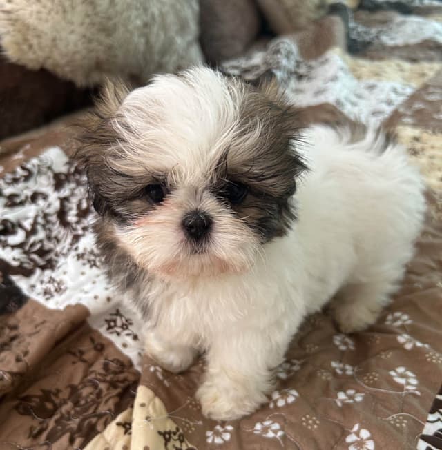 Tinybear IMPERIAL  Shihtzu Puppies media 9