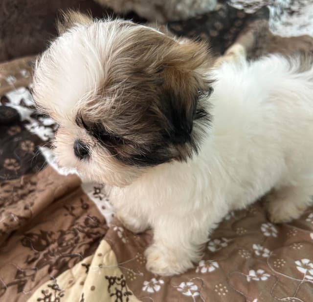 Tinybear IMPERIAL  Shihtzu Puppies media 10