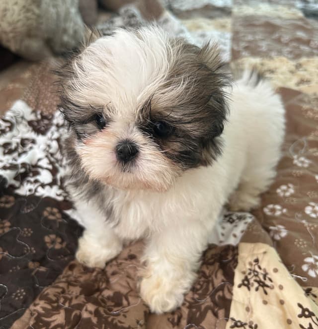Tinybear IMPERIAL  Shihtzu Puppies media 11