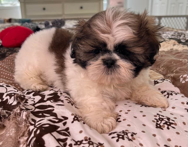 Tinybear IMPERIAL  Shihtzu Puppies media 12
