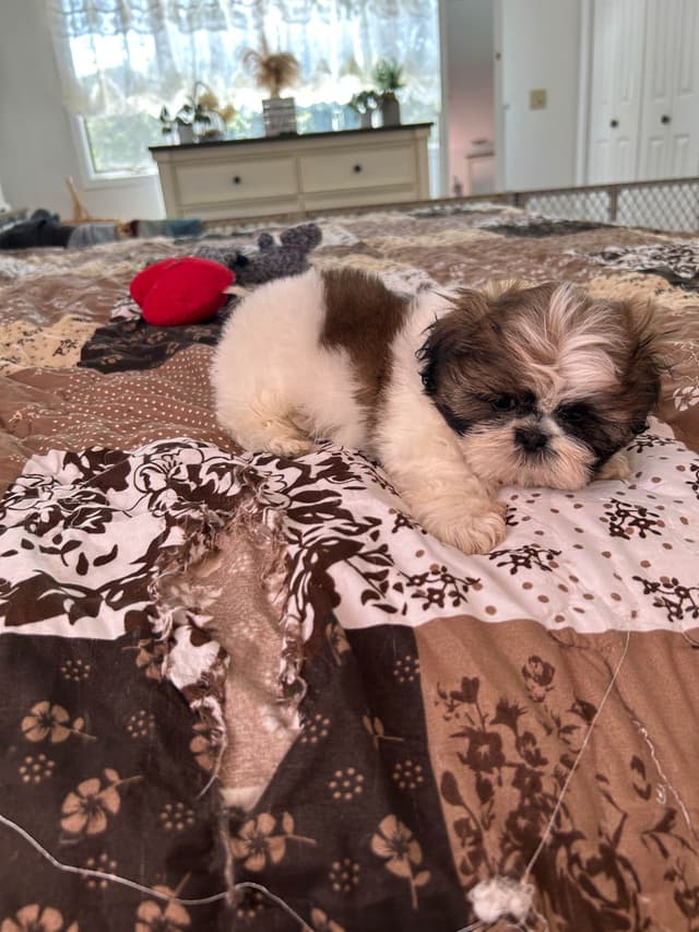 Tinybear IMPERIAL  Shihtzu Puppies media 13