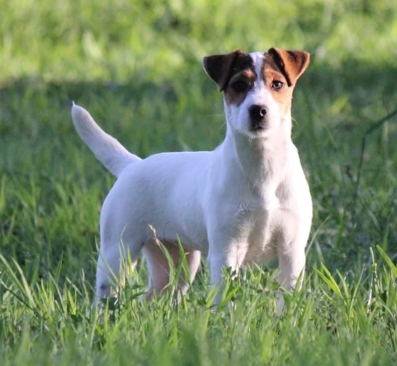 Parson Russell Terrier Puppies breeder image 1