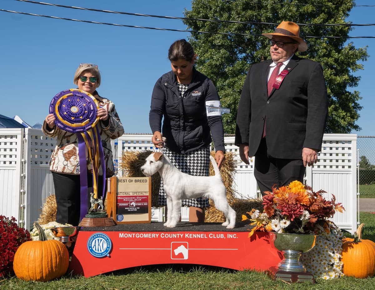 Parson Russell Terrier Puppies breeder image 6
