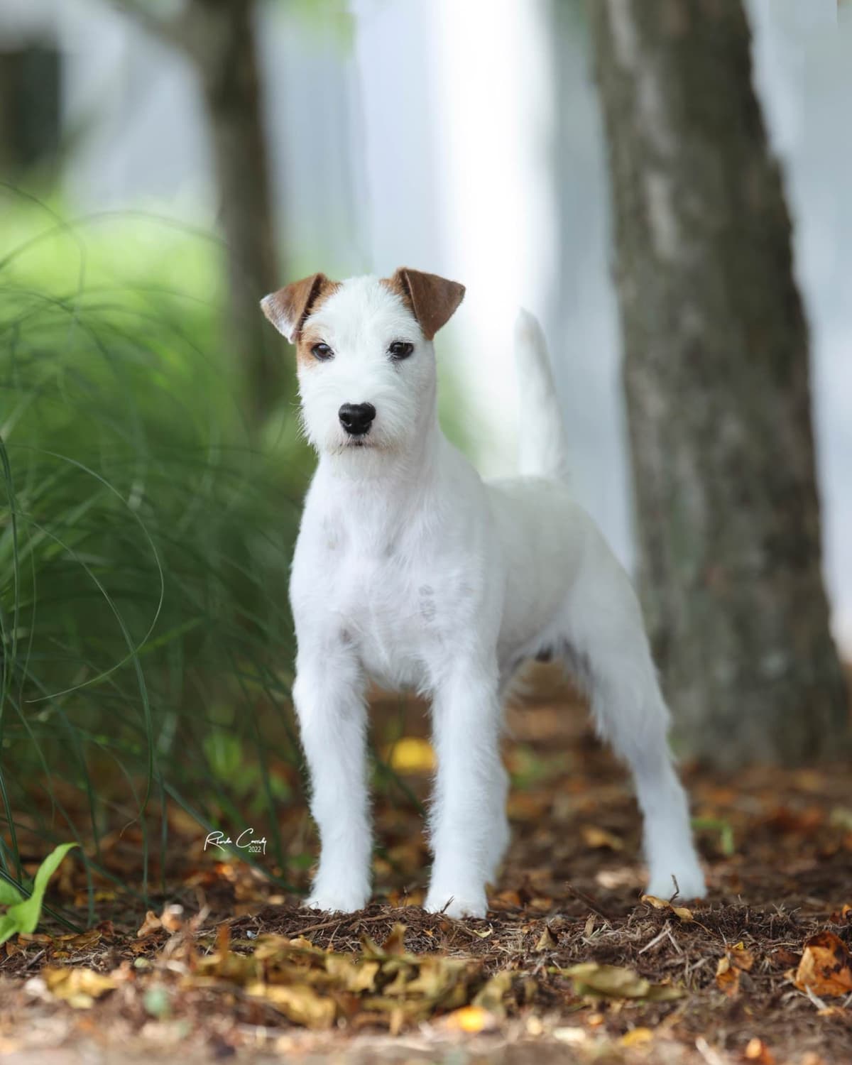 Parson Russell Terrier Puppies breeder image 3