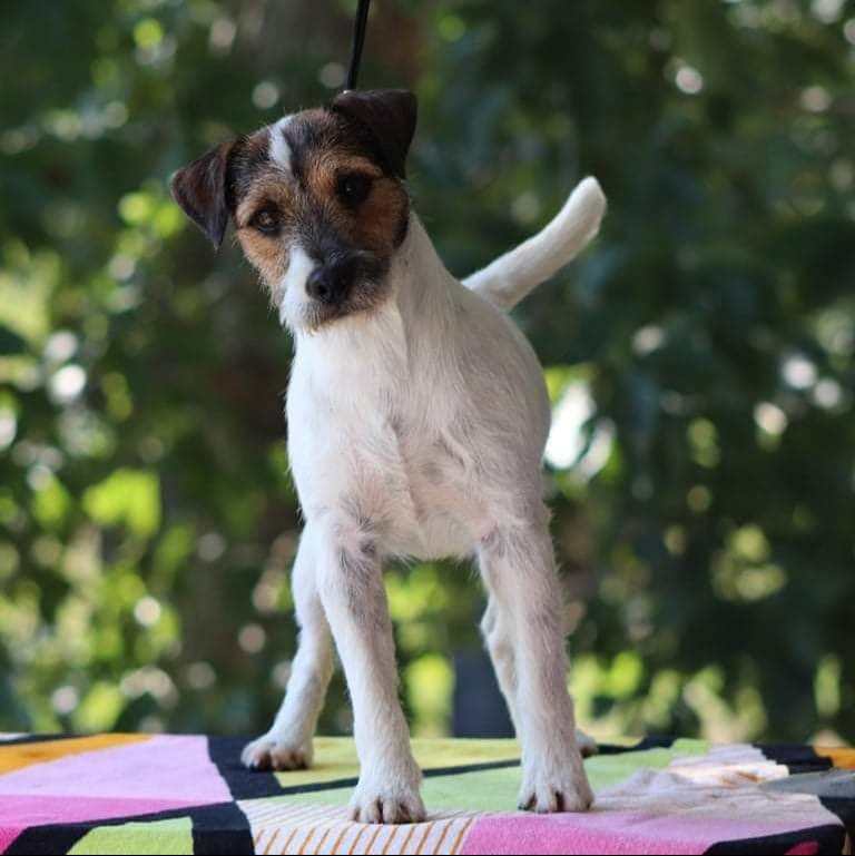 Parson Russell Terrier Puppies breeder image 4