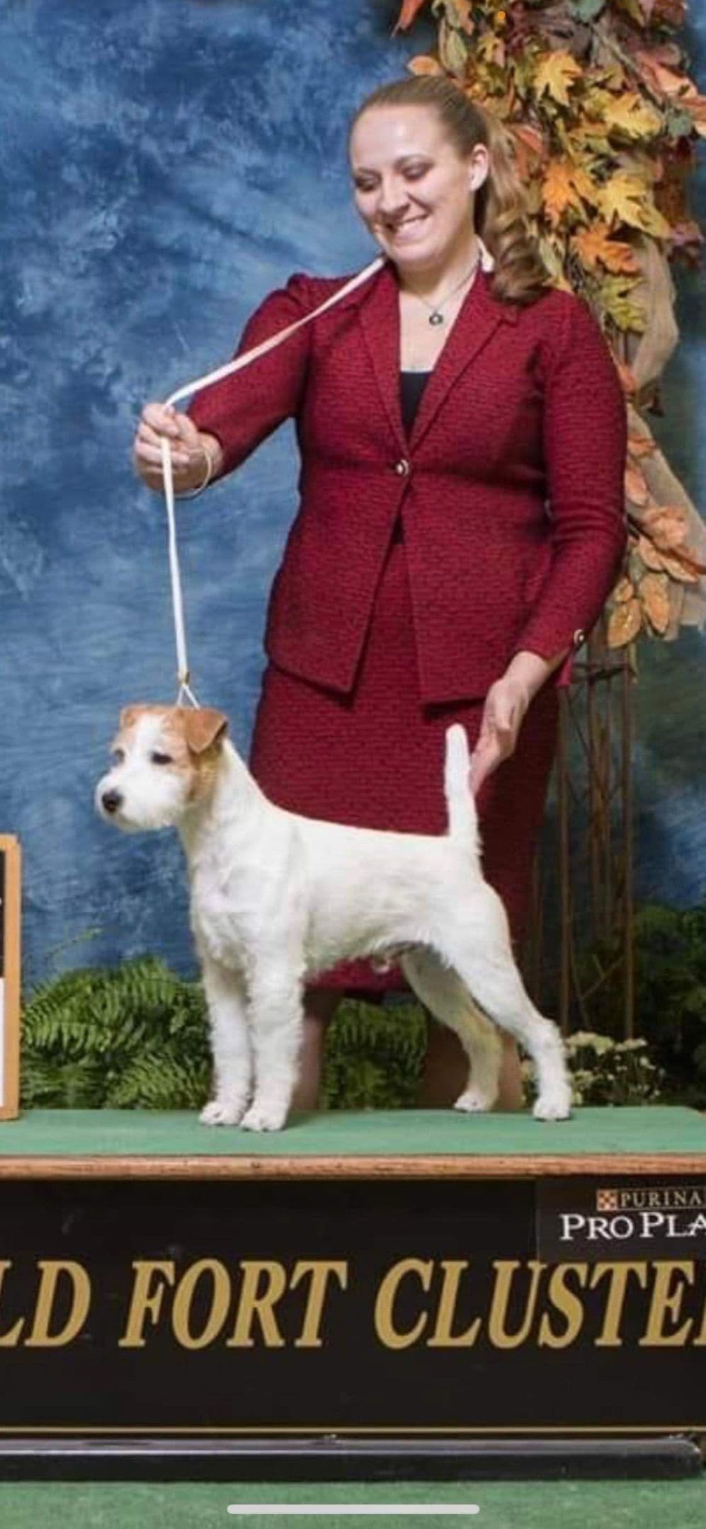 Parson Russell Terrier Puppies breeder image 5