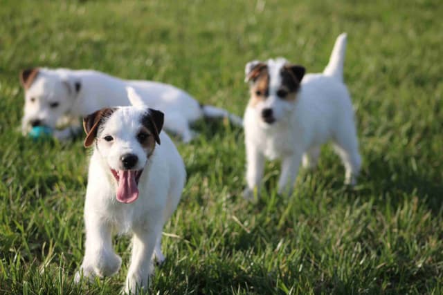 Parson Russell Terrier Puppies media 2