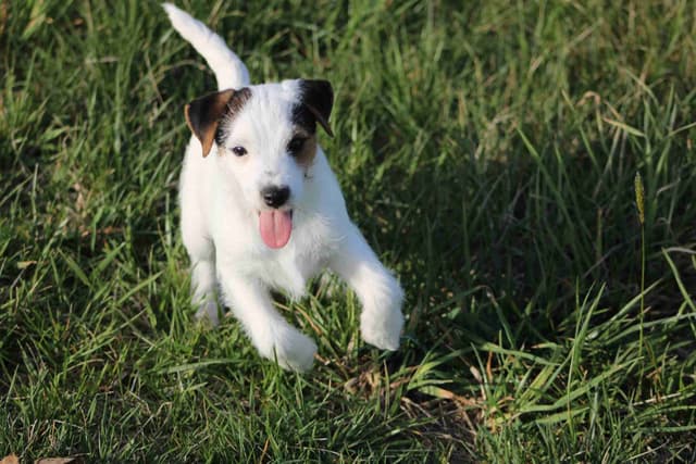 Parson Russell Terrier Puppies media 3