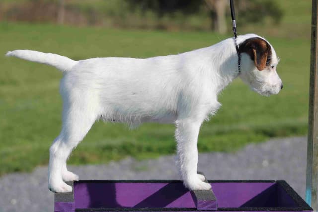 Parson Russell Terrier Puppies media 5