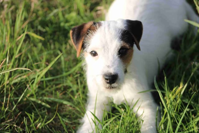 Parson Russell Terrier Puppies media 6