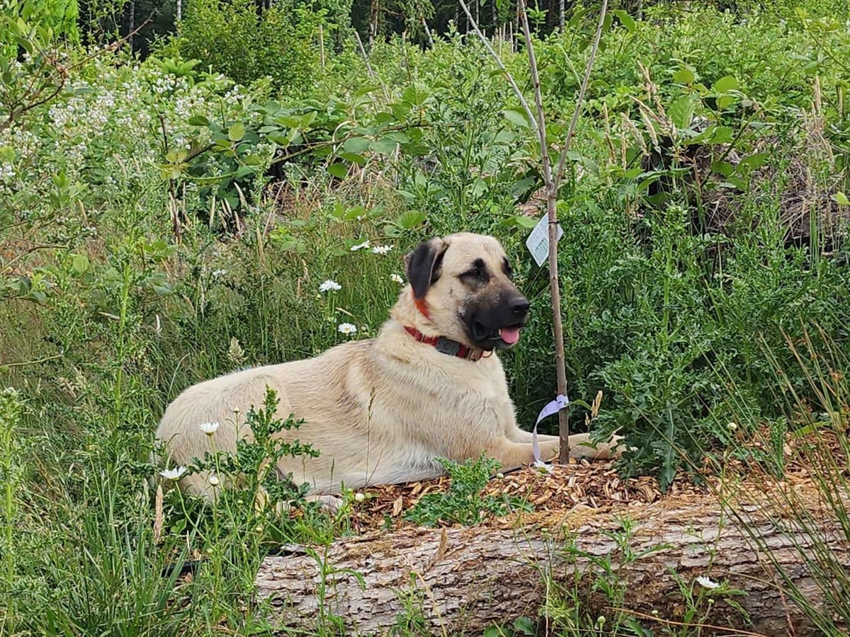 Anatolian Shepherd Puppies breeder image 2