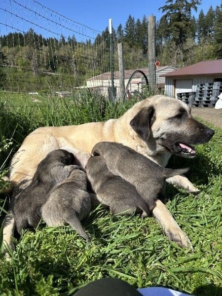 Anatolian Shepherd Puppies media 5