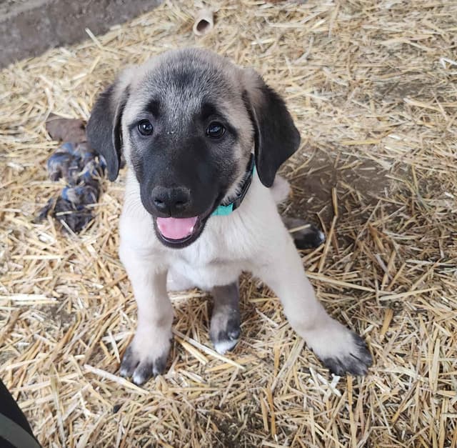 Anatolian Shepherd Puppies media 3