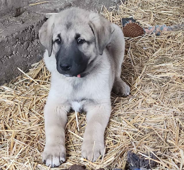 Anatolian Shepherd Puppies media 2