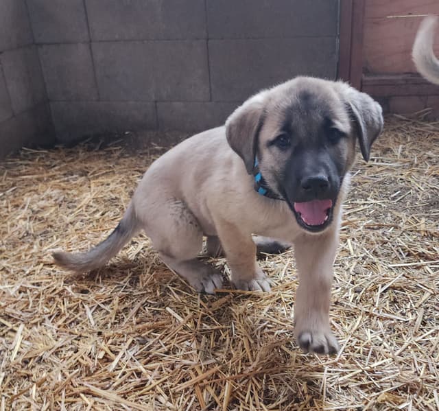 Anatolian Shepherd Puppies media 4