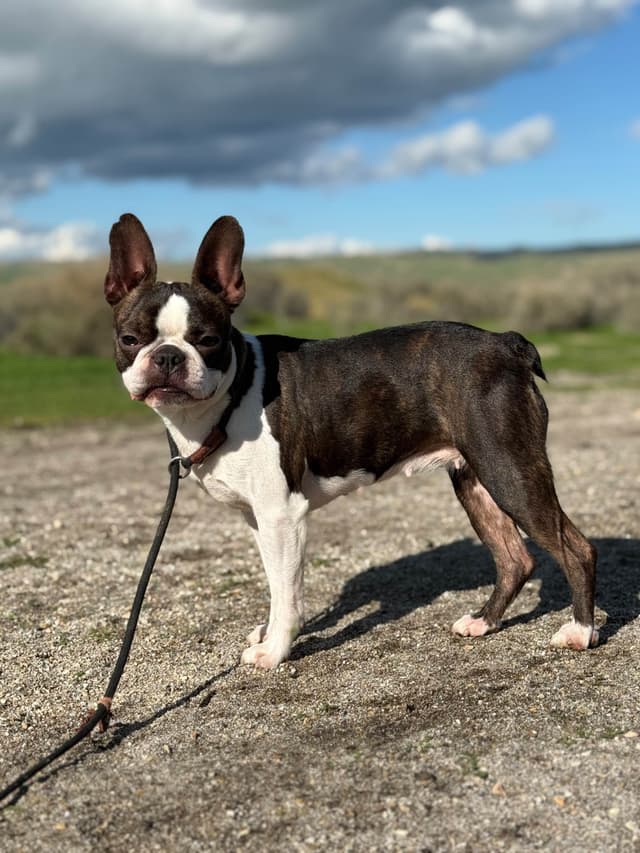 Boston Terrier Puppies media 2