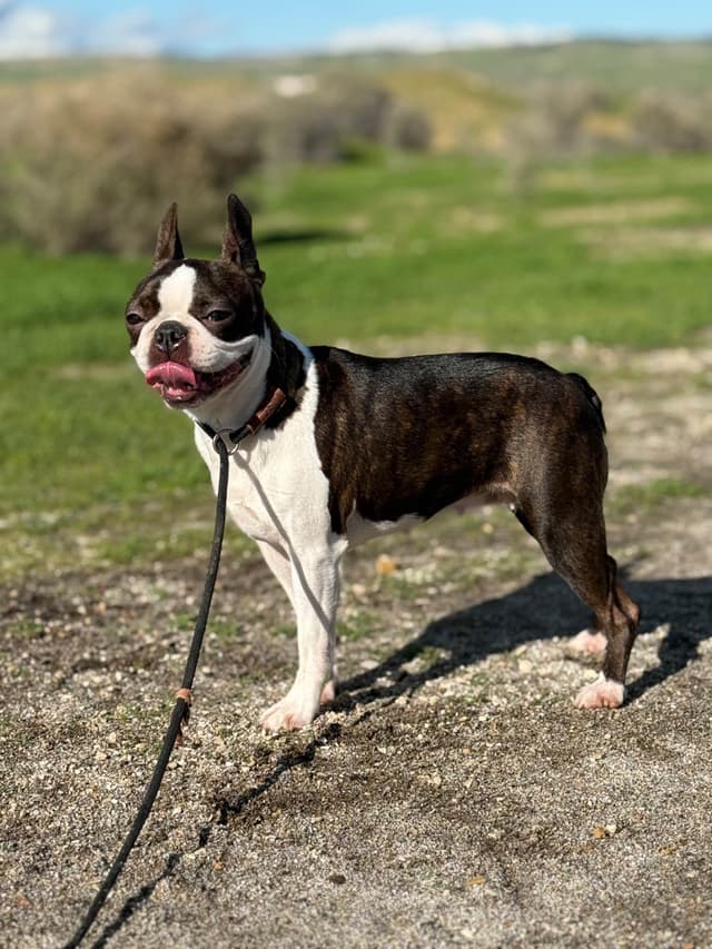 Boston Terrier Puppies media 3