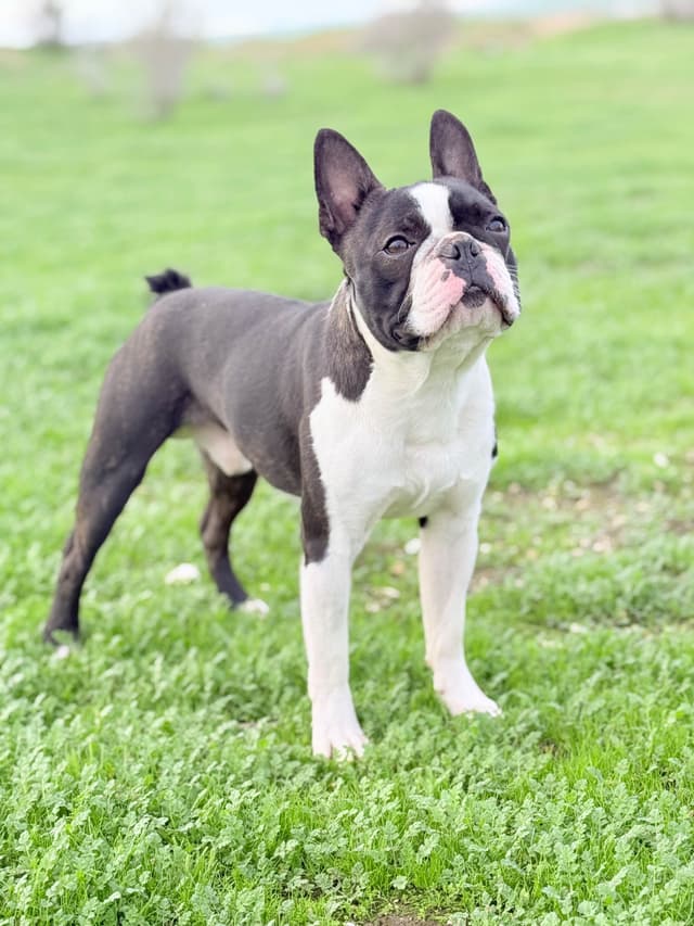 Boston Terrier Puppies media 4